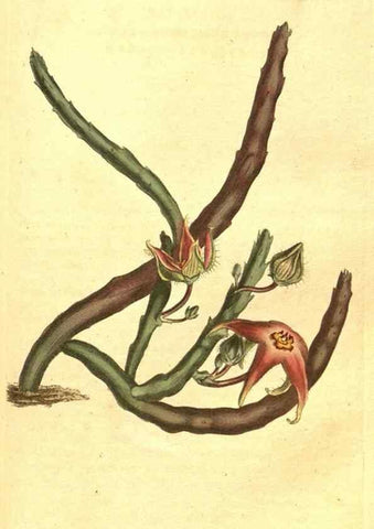 Reproducción/Reproduction 10596349693: Curtis's botanical magazine.. London ;New York [etc.] :Academic Press [etc.]