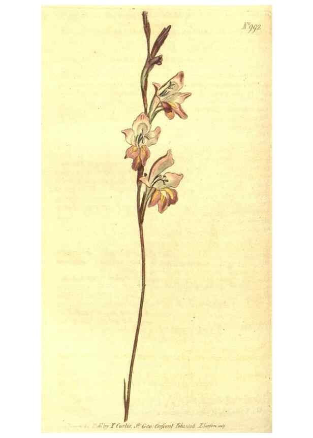 Reproducción/Reproduction 10596025505: Curtis's botanical magazine.. London ;New York [etc.] :Academic Press [etc.]