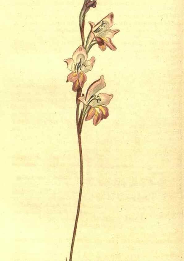 Reproducción/Reproduction 10596025505: Curtis's botanical magazine.. London ;New York [etc.] :Academic Press [etc.]