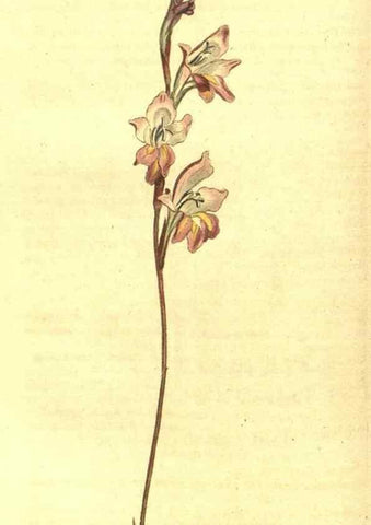 Reproducción/Reproduction 10596025505: Curtis's botanical magazine.. London ;New York [etc.] :Academic Press [etc.]