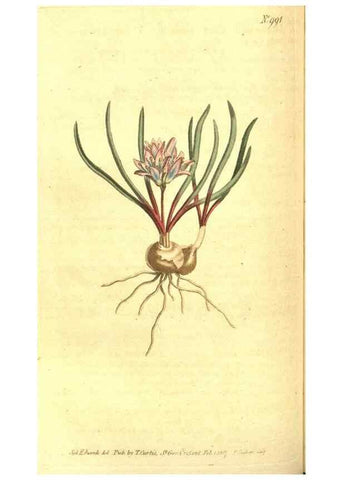 Reproducción/Reproduction 10596028666: Curtis's botanical magazine.. London ;New York [etc.] :Academic Press [etc.]