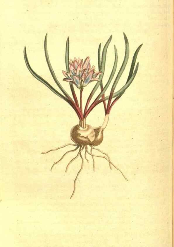 Reproducción/Reproduction 10596028666: Curtis's botanical magazine.. London ;New York [etc.] :Academic Press [etc.]