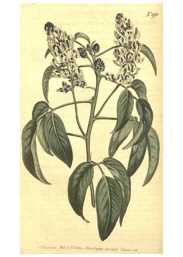 Reproducción/Reproduction 10595996985: Curtis's botanical magazine.. London ;New York [etc.] :Academic Press [etc.]