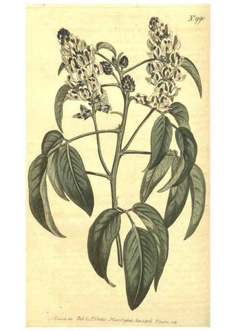 Reproducción/Reproduction 10595996985: Curtis's botanical magazine.. London ;New York [etc.] :Academic Press [etc.]