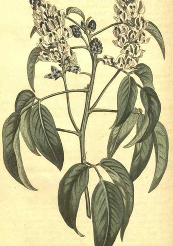 Reproducción/Reproduction 10595996985: Curtis's botanical magazine.. London ;New York [etc.] :Academic Press [etc.]