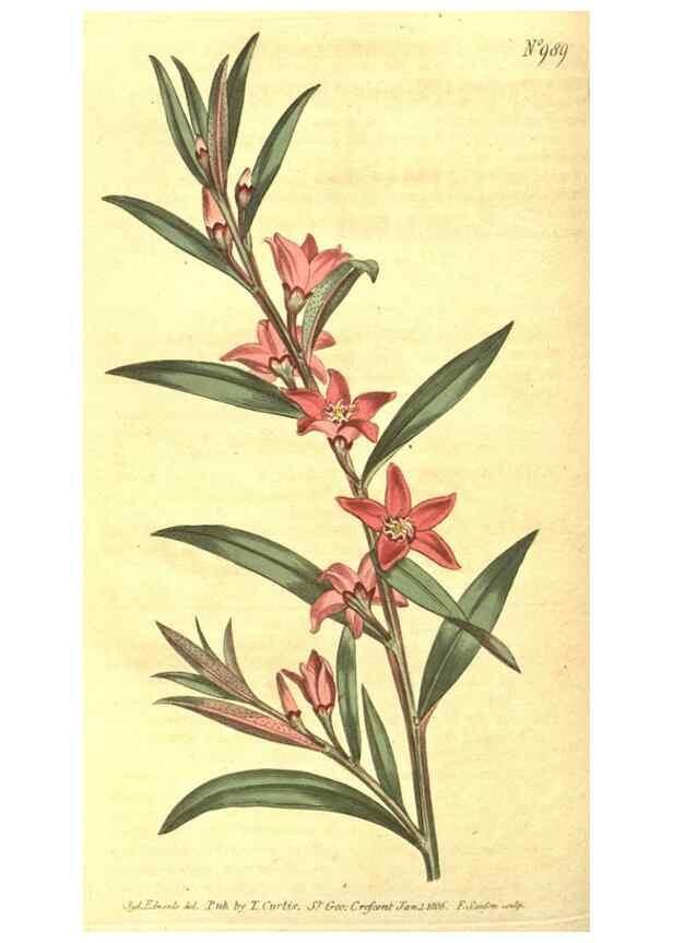 Reproducción/Reproduction 10596229513: Curtis's botanical magazine.. London ;New York [etc.] :Academic Press [etc.]