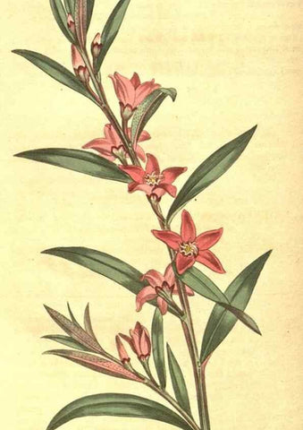 Reproducción/Reproduction 10596229513: Curtis's botanical magazine.. London ;New York [etc.] :Academic Press [etc.]
