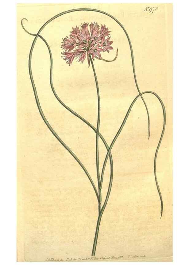 Reproducción/Reproduction 10595663756: Curtis's botanical magazine.. London ;New York [etc.] :Academic Press [etc.]