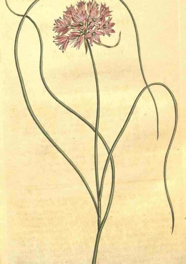 Reproducción/Reproduction 10595663756: Curtis's botanical magazine.. London ;New York [etc.] :Academic Press [etc.]
