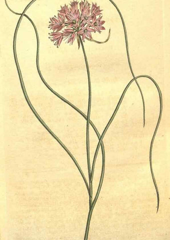 Reproducción/Reproduction 10595663756: Curtis's botanical magazine.. London ;New York [etc.] :Academic Press [etc.]