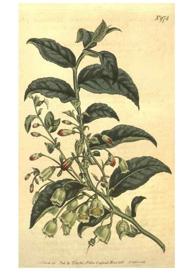 Reproducción/Reproduction 10595656455: Curtis's botanical magazine.. London ;New York [etc.] :Academic Press [etc.]
