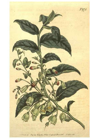 Reproducción/Reproduction 10595656455: Curtis's botanical magazine.. London ;New York [etc.] :Academic Press [etc.]