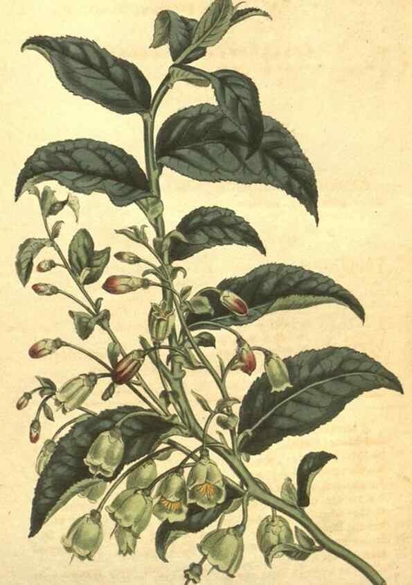Reproducción/Reproduction 10595656455: Curtis's botanical magazine.. London ;New York [etc.] :Academic Press [etc.]