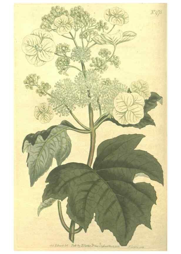 Reproducción/Reproduction 10595672026: Curtis's botanical magazine.. London ;New York [etc.] :Academic Press [etc.]