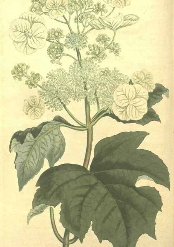 Reproducción/Reproduction 10595672026: Curtis's botanical magazine.. London ;New York [etc.] :Academic Press [etc.]