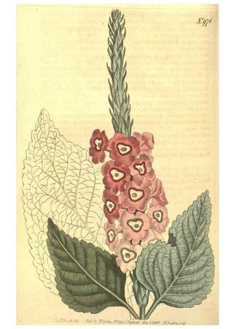 Reproducción/Reproduction 10595924433: Curtis's botanical magazine.. London ;New York [etc.] :Academic Press [etc.]