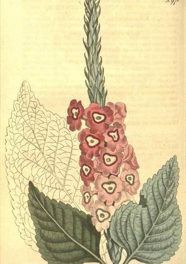 Reproducción/Reproduction 10595924433: Curtis's botanical magazine.. London ;New York [etc.] :Academic Press [etc.]