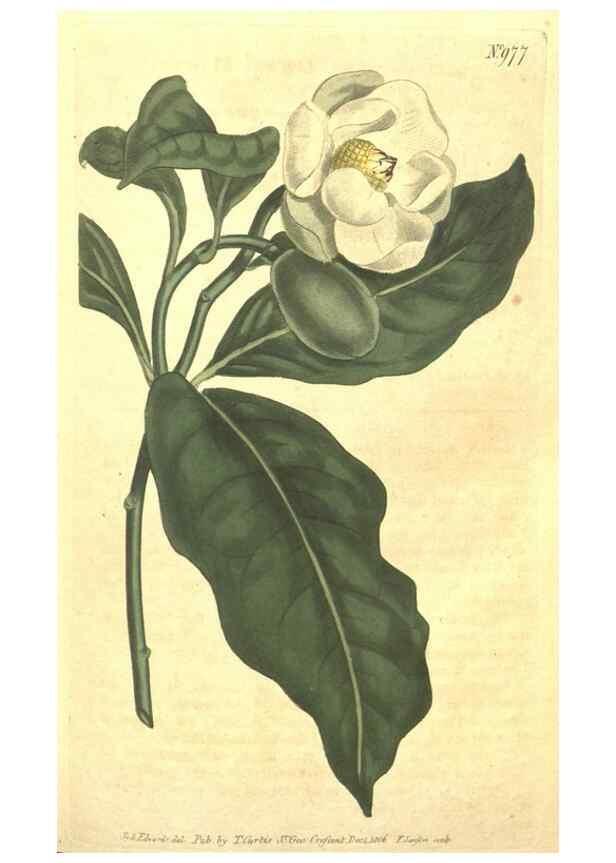 Reproducción/Reproduction 10595694094: Curtis's botanical magazine.. London ;New York [etc.] :Academic Press [etc.]