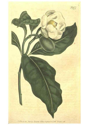 Reproducción/Reproduction 10595694094: Curtis's botanical magazine.. London ;New York [etc.] :Academic Press [etc.]
