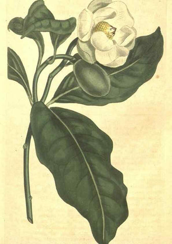 Reproducción/Reproduction 10595694094: Curtis's botanical magazine.. London ;New York [etc.] :Academic Press [etc.]