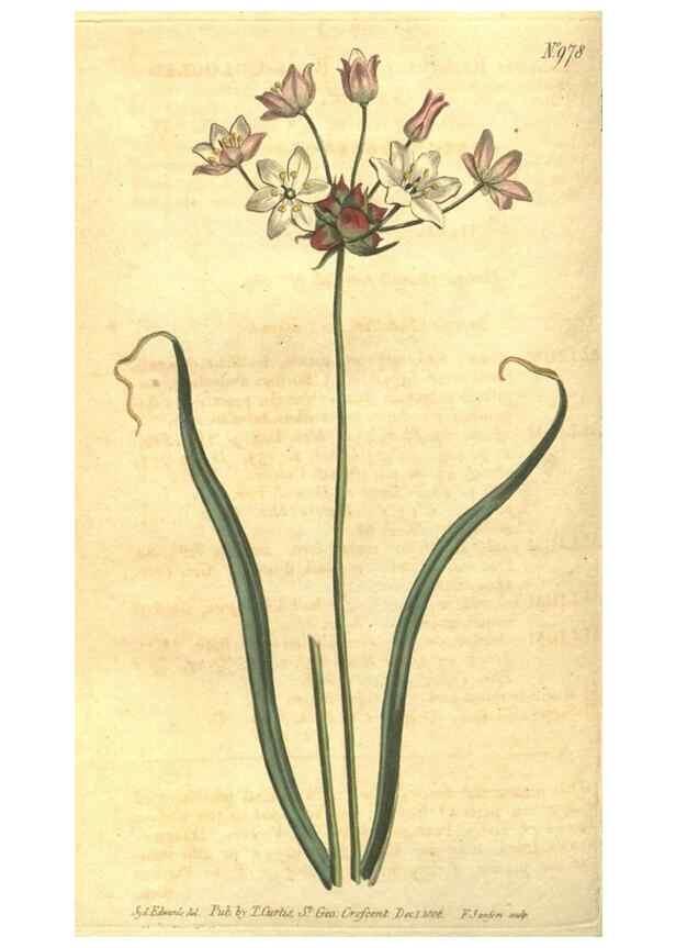 Reproducción/Reproduction 10595676855: Curtis's botanical magazine.. London ;New York [etc.] :Academic Press [etc.]