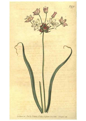 Reproducción/Reproduction 10595676855: Curtis's botanical magazine.. London ;New York [etc.] :Academic Press [etc.]