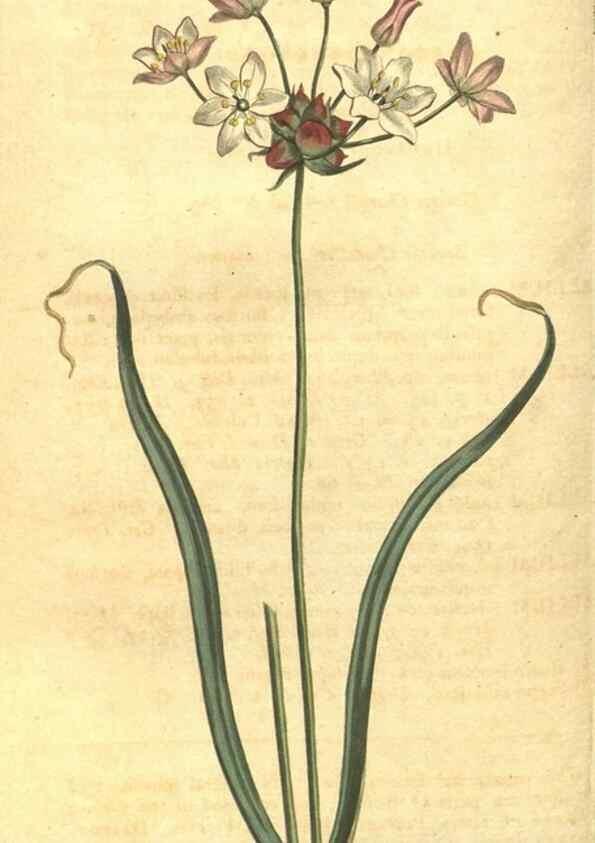 Reproducción/Reproduction 10595676855: Curtis's botanical magazine.. London ;New York [etc.] :Academic Press [etc.]