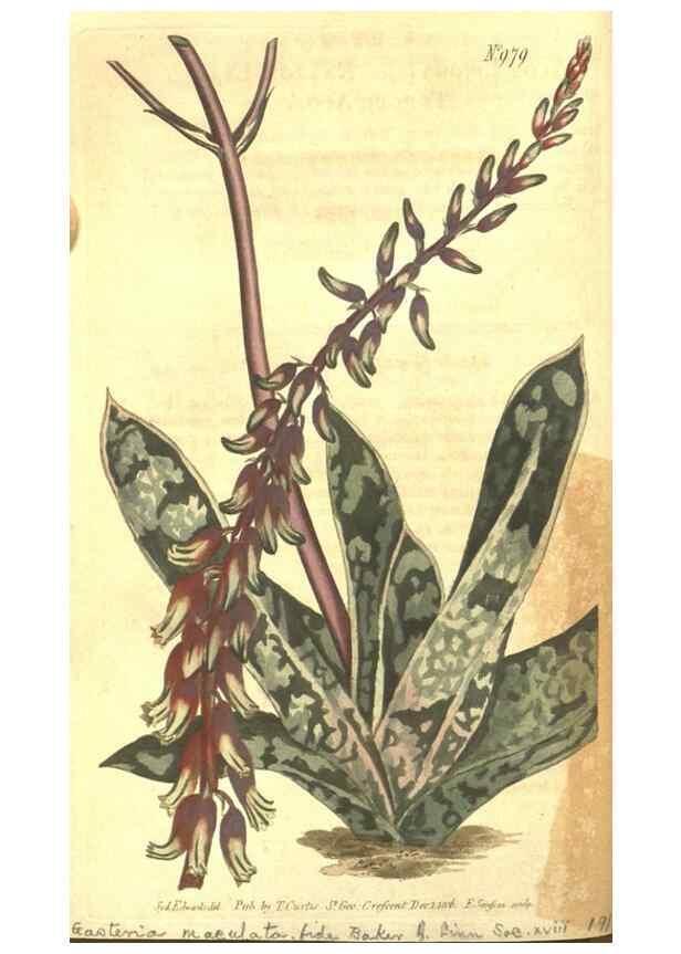 Reproducción/Reproduction 10595693965: Curtis's botanical magazine.. London ;New York [etc.] :Academic Press [etc.]