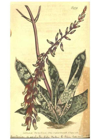 Reproducción/Reproduction 10595693965: Curtis's botanical magazine.. London ;New York [etc.] :Academic Press [etc.]