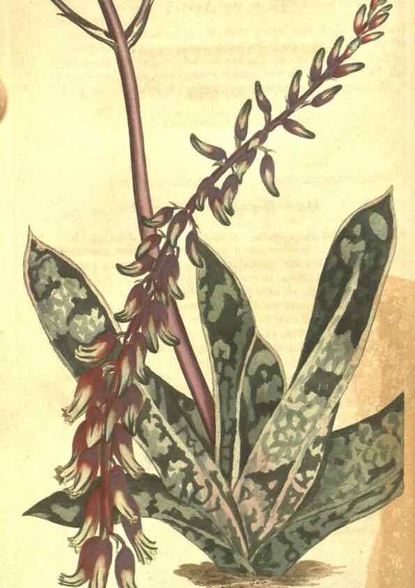 Reproducción/Reproduction 10595693965: Curtis's botanical magazine.. London ;New York [etc.] :Academic Press [etc.]