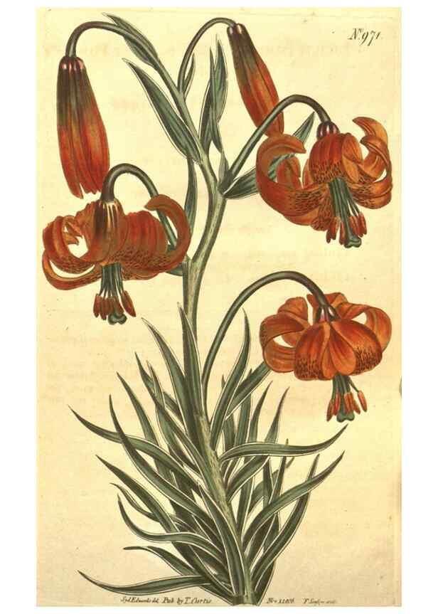 Reproducción/Reproduction 10595901963: Curtis's botanical magazine.. London ;New York [etc.] :Academic Press [etc.]