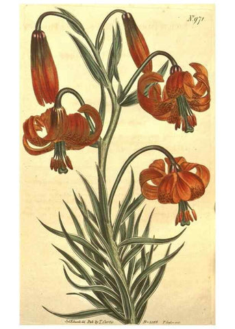 Reproducción/Reproduction 10595901963: Curtis's botanical magazine.. London ;New York [etc.] :Academic Press [etc.]