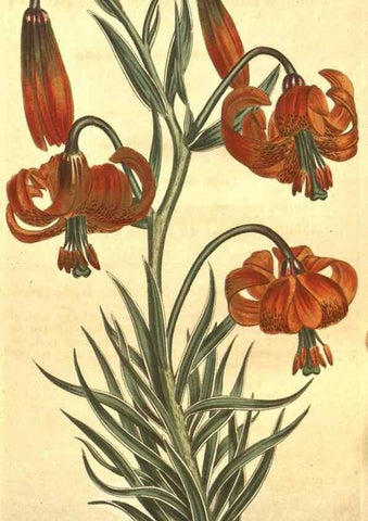 Reproducción/Reproduction 10595901963: Curtis's botanical magazine.. London ;New York [etc.] :Academic Press [etc.]