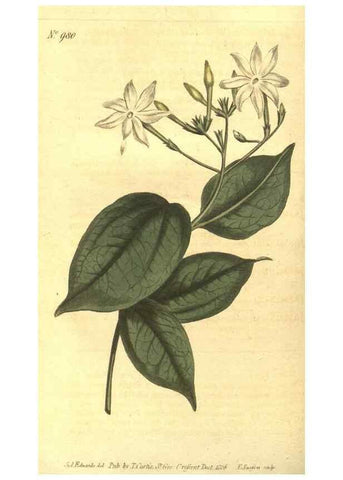 Reproducción/Reproduction 10595718496: Curtis's botanical magazine.. London ;New York [etc.] :Academic Press [etc.]