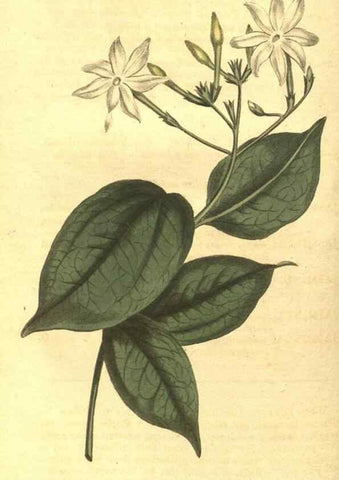 Reproducción/Reproduction 10595718496: Curtis's botanical magazine.. London ;New York [etc.] :Academic Press [etc.]