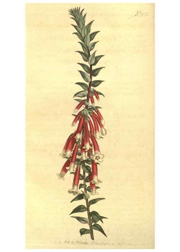 Reproducción/Reproduction 10595753696: Curtis's botanical magazine.. London ;New York [etc.] :Academic Press [etc.]