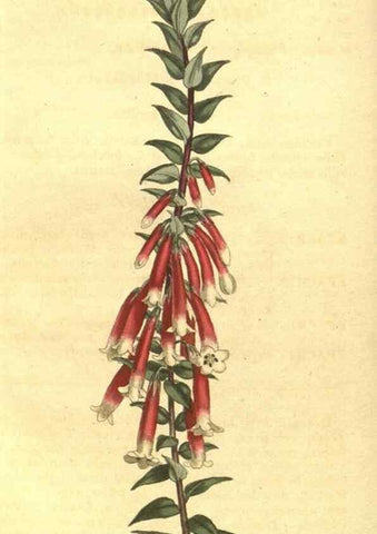 Reproducción/Reproduction 10595753696: Curtis's botanical magazine.. London ;New York [etc.] :Academic Press [etc.]