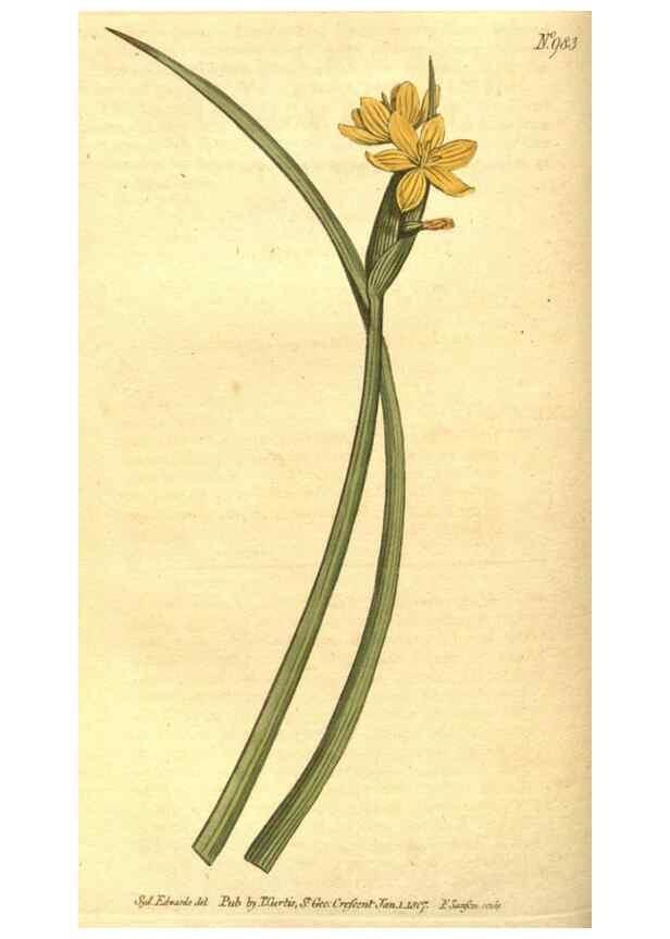 Reproducción/Reproduction 10596022843: Curtis's botanical magazine.. London ;New York [etc.] :Academic Press [etc.]
