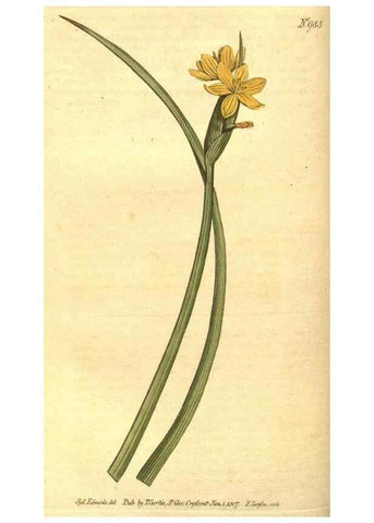 Reproducción/Reproduction 10596022843: Curtis's botanical magazine.. London ;New York [etc.] :Academic Press [etc.]