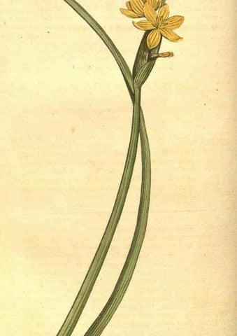 Reproducción/Reproduction 10596022843: Curtis's botanical magazine.. London ;New York [etc.] :Academic Press [etc.]