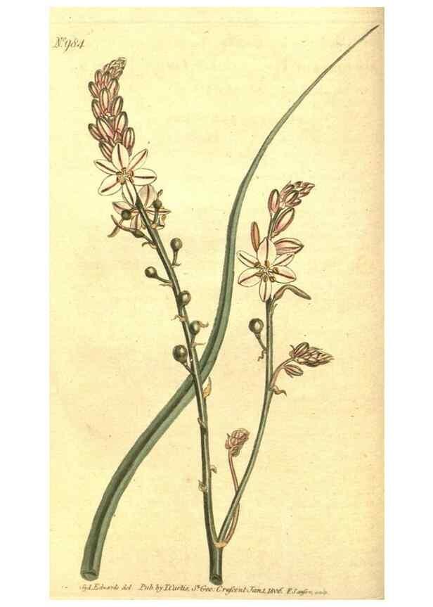 Reproducción/Reproduction 10596045323: Curtis's botanical magazine.. London ;New York [etc.] :Academic Press [etc.]