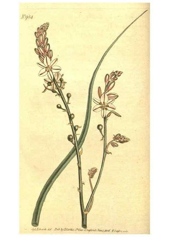Reproducción/Reproduction 10596045323: Curtis's botanical magazine.. London ;New York [etc.] :Academic Press [etc.]