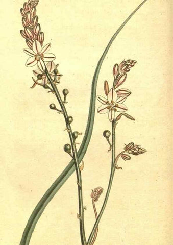 Reproducción/Reproduction 10596045323: Curtis's botanical magazine.. London ;New York [etc.] :Academic Press [etc.]