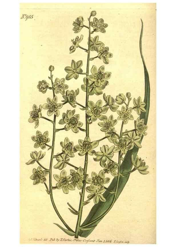 Reproducción/Reproduction 10595822736: Curtis's botanical magazine.. London ;New York [etc.] :Academic Press [etc.]