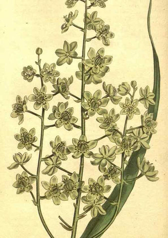 Reproducción/Reproduction 10595822736: Curtis's botanical magazine.. London ;New York [etc.] :Academic Press [etc.]
