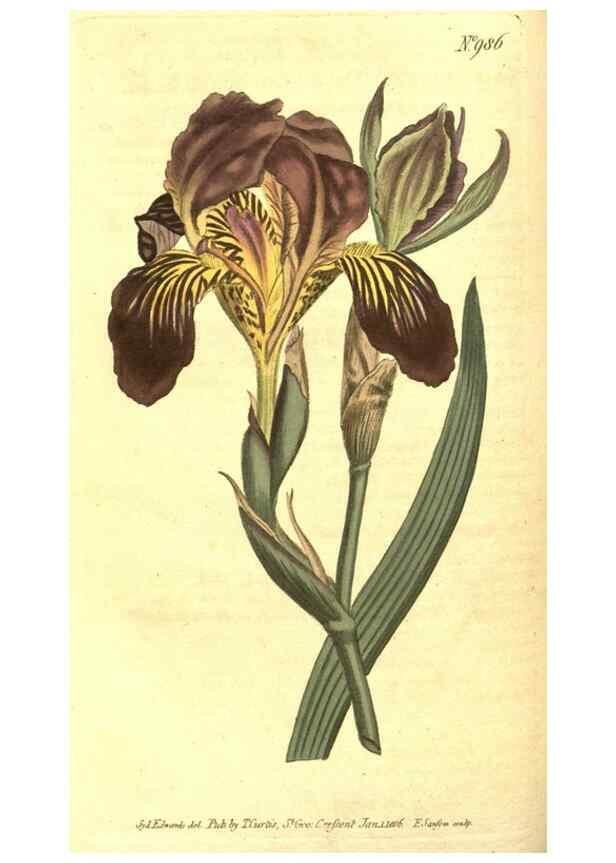 Reproducción/Reproduction 10596095863: Curtis's botanical magazine.. London ;New York [etc.] :Academic Press [etc.]