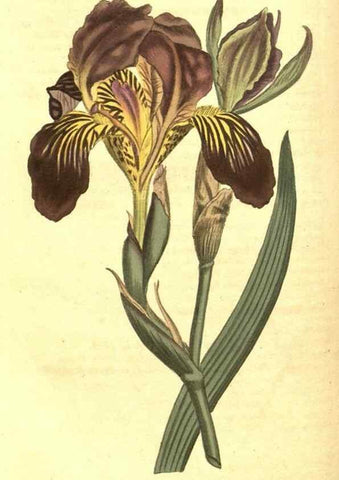 Reproducción/Reproduction 10596095863: Curtis's botanical magazine.. London ;New York [etc.] :Academic Press [etc.]