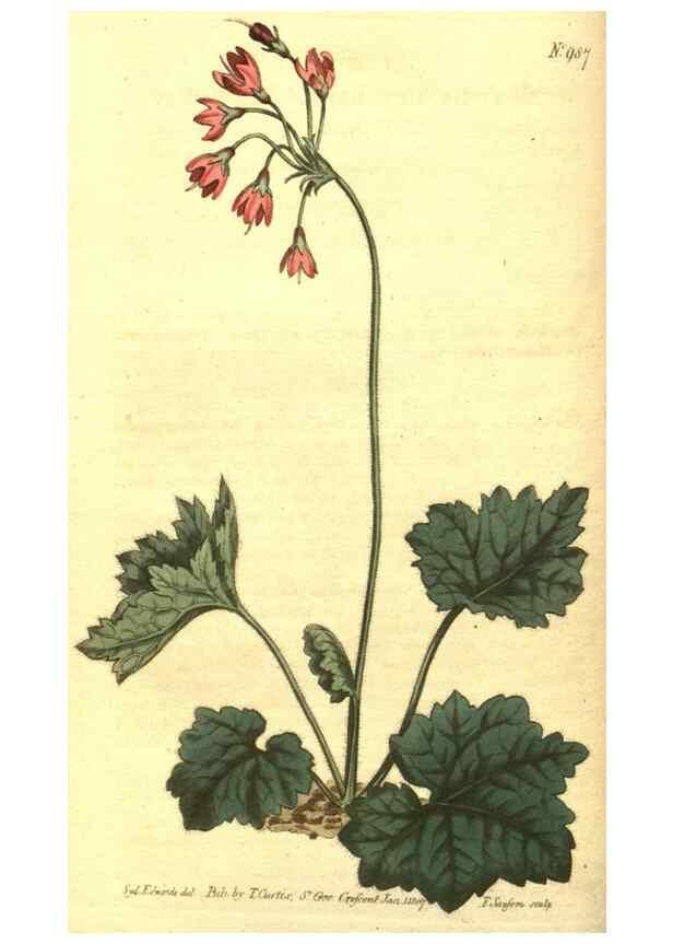 Reproducción/Reproduction 10596141703: Curtis's botanical magazine.. London ;New York [etc.] :Academic Press [etc.]