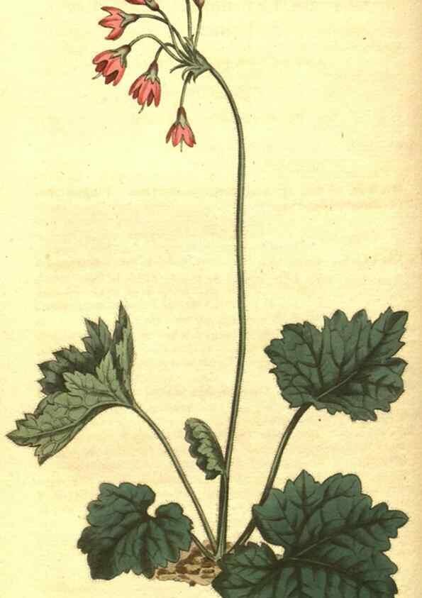 Reproducción/Reproduction 10596141703: Curtis's botanical magazine.. London ;New York [etc.] :Academic Press [etc.]
