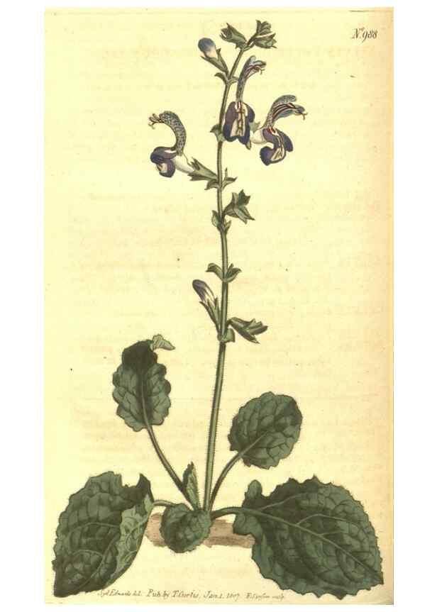 Reproducción/Reproduction 10595942535: Curtis's botanical magazine.. London ;New York [etc.] :Academic Press [etc.]